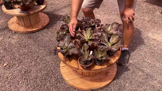 Conheça 10 Gibbifloras Espetaculares смотреть онлайн