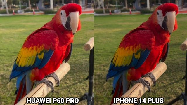 Huawei p60 pro vs Iphone 14 plus camera test Comparison смотреть онлайн