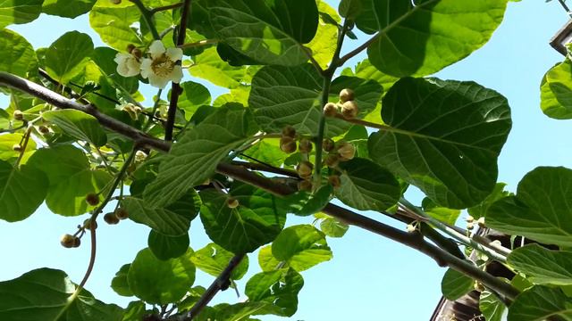 Kiwi proizvodnja sadnica смотреть онлайн