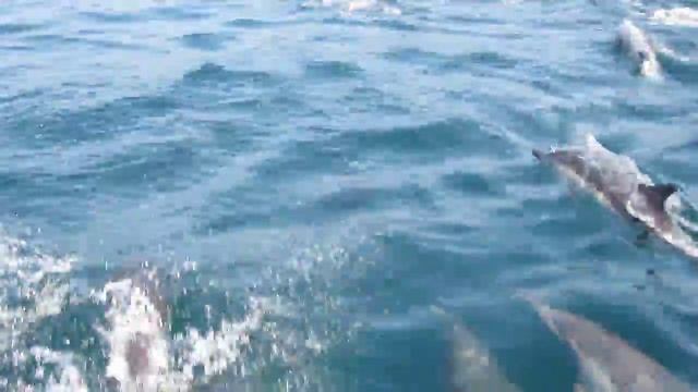 Dolphins off Catalina Island 2 смотреть онлайн