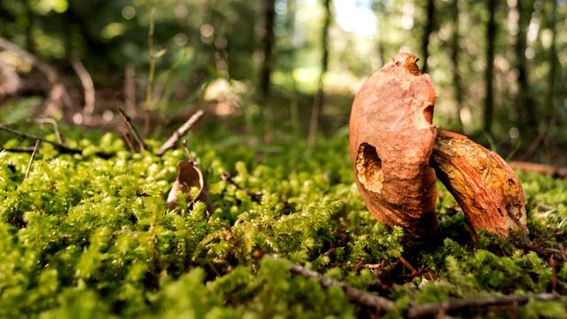 Лес,щебет птиц,красивые фото нетронутого леса,релакс. Forest, birds chirping,relaxation. смотреть онлайн