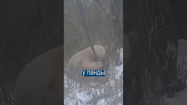 В Китае нашли полностью белую панду смотреть онлайн