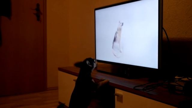 Samsung NX20 Video Test chihuahua vs husky смотреть онлайн