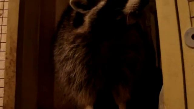 Енот полоскун Варвара кушает конфету смотреть онлайн