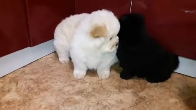 Много собак чау чау . Приехали покупать смотреть онлайн