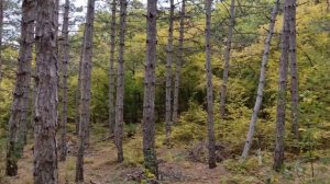 Леса Крыма. Отдых в лесу Крыма. Белогорский район. Тополёвка. Леса гор Крыма.