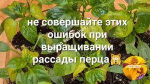 Не совершайте эти три ошибки  в уходе за рассадой перца. Исправляем ситуацию пока не поздно ⏳