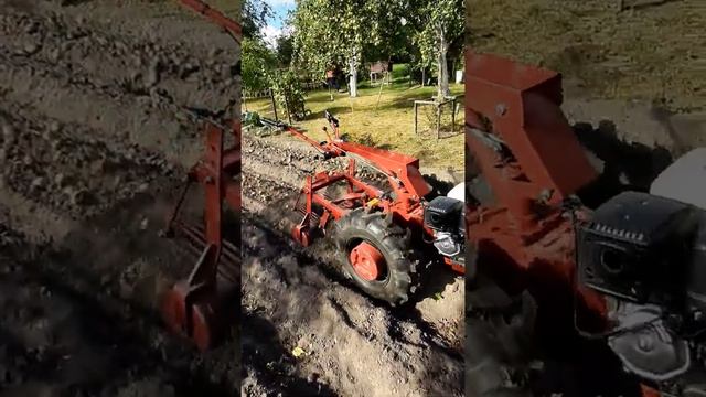 Копалка КФТ2, мотоблок МТЗ Kopaczka Do Ziemniaków, Walk Behind Tractor, Potato Digger Machine