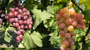 басанти и велюр