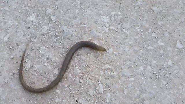 Желтопузик запутался в мешочке смотреть онлайн