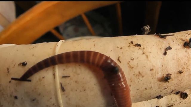 Дождевой червь Старатель лидирует Отвечаю почему смотреть онлайн