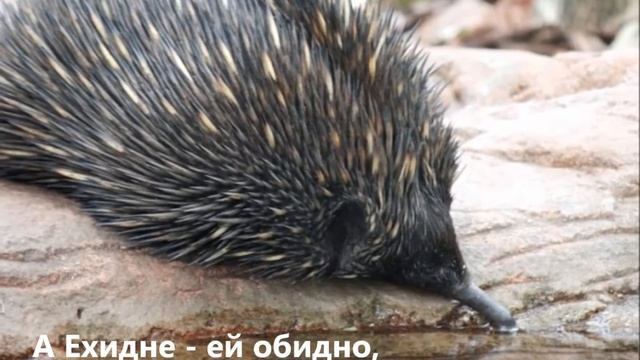 О животных по алфавиту на Д, Е, Ё, Ж, З смотреть онлайн