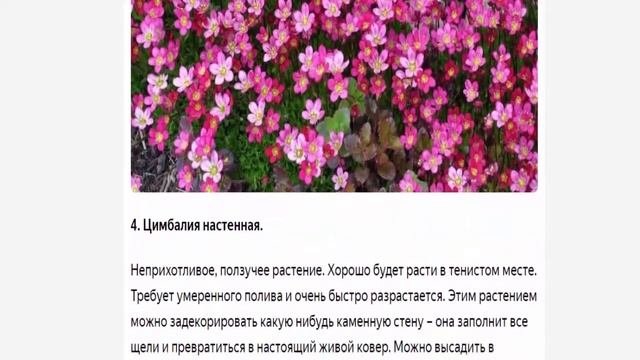 Какие красиво цветущие низкорослые растения посадить в саду? смотреть онлайн