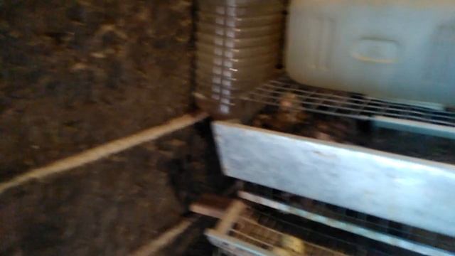 Размер клеток для перепелок смотреть онлайн