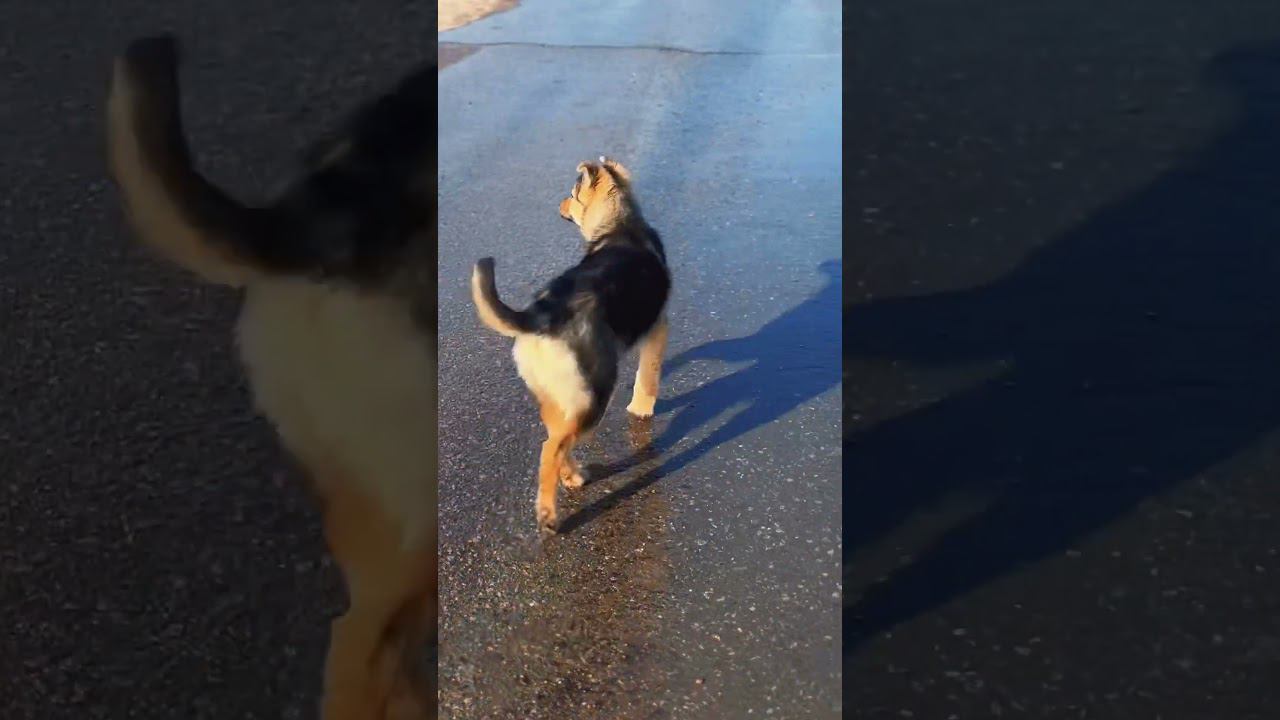 Весна в деревне #элдермеш #ханияфархи #деревня#башкирия смотреть онлайн