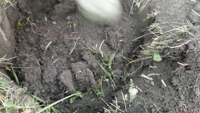 Мне не доверили это дело//Как посадить виноград , руками МУЖЧИНЫ. смотреть онлайн