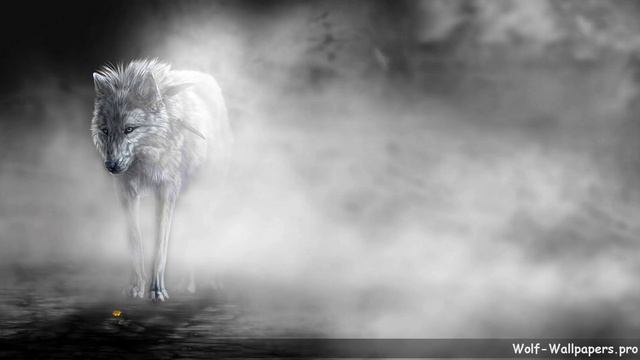 Cool Wolf Wallpapers 4K смотреть онлайн