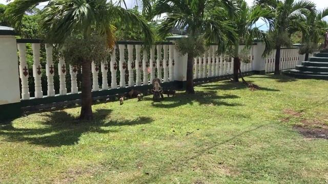 Дикие поросята на острове Vava'u, королевство Tonga смотреть онлайн