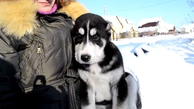 Диметра из Храма Души смотреть онлайн