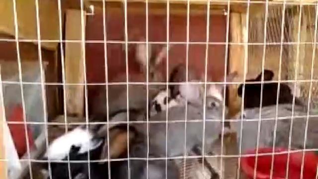 Случка кроликов: правила спаривания, охота у крольчихи. смотреть онлайн