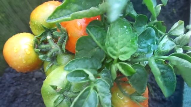 ТОМАТ ГНОМ ПОСПЕЛ В ОТКРЫТОМ ГРУНТЕ. Ольга Чернова. смотреть онлайн