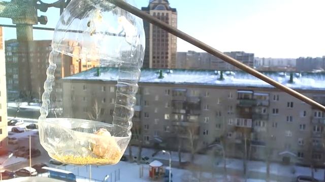 Bird feeders. Tyumen, Russia. -13 С смотреть онлайн