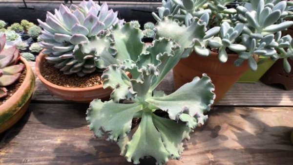 Echeveria 'Can Can' 多肉植物觀察 康康