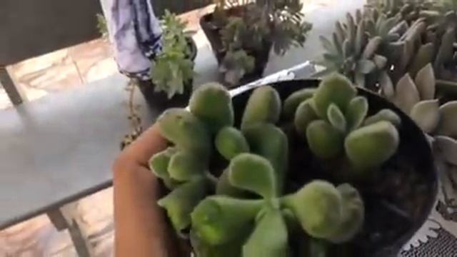 Planta q não deu certo/plantando suculenta! смотреть онлайн
