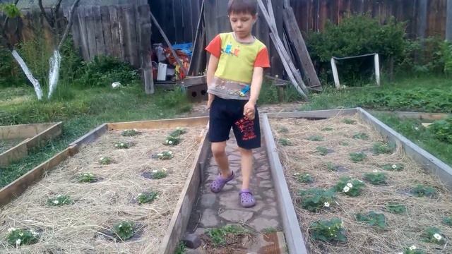 Мульчирование клубники, земляники соломой от Вовки. смотреть онлайн