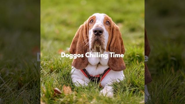 Groovy Music for Puppy Imagination смотреть онлайн