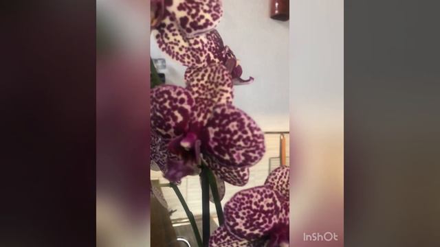 #opхидея #orchid Phalaenopsis Lioulin Wild Cat смотреть онлайн