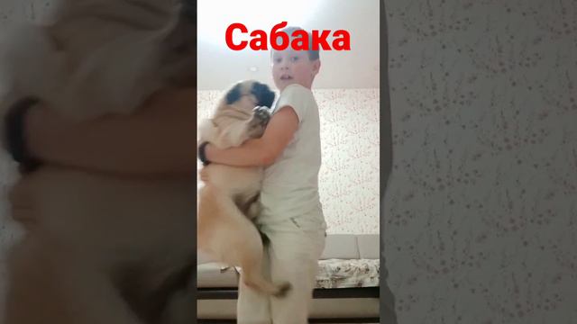 сабака смотреть онлайн
