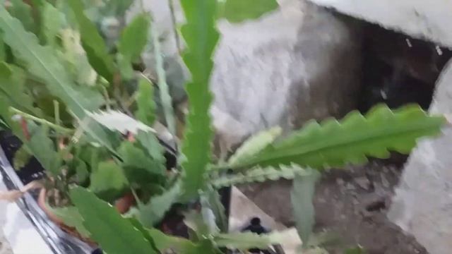 Часть 1. Зимовка моих суккулентов и нужен ли полив.