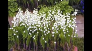 Ароматные цветы ландыши на приусадебном участке