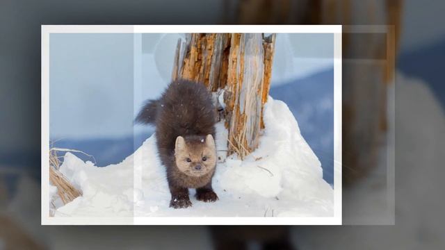 Топ 5 Самые дорогие меха смотреть онлайн