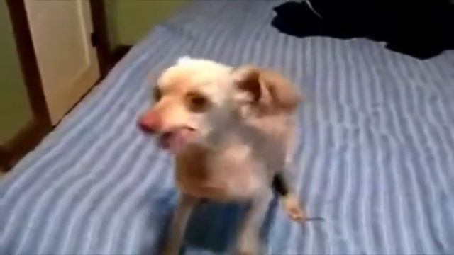 Мысли злой маленькой собаки смотреть онлайн