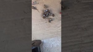 Замена крестовин на переднем кардане грейт вол сейф