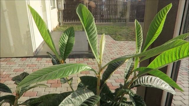 Мои экзотические растения: посев семян, пересадка пальм и анноны 25 смотреть онлайн