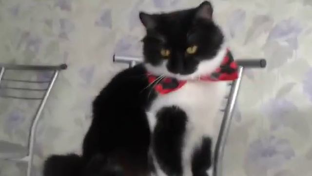 У моего котика День рождения!!! 25 мая!