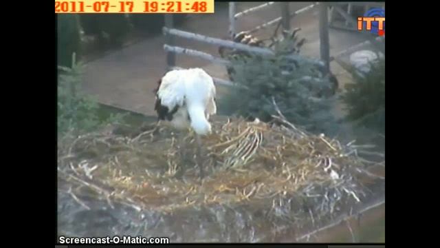 Tomaszów Bolesławiecki - Tymek - 17.07.11 смотреть онлайн