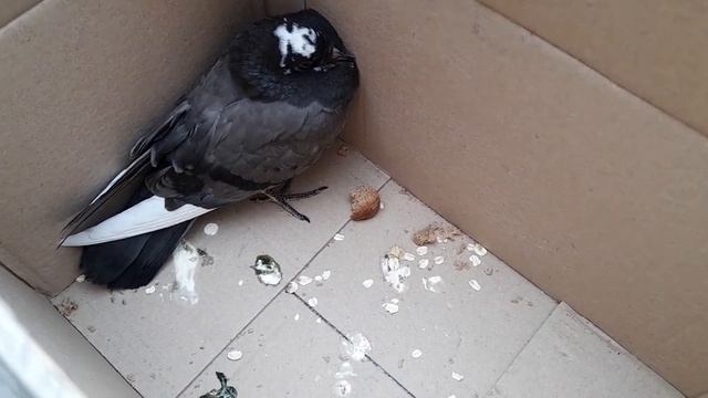 нашёл птенца голубя посреди дороги смотреть онлайн