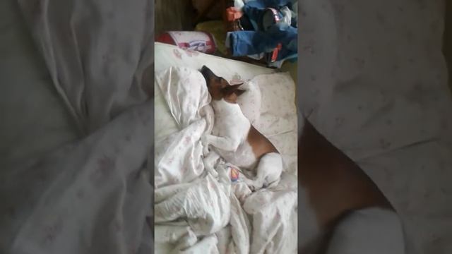 Сон собаки? смотреть онлайн