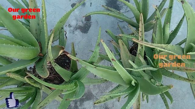 Trick to grow Aloe vera plants 10 time faster || एलोवेरा के पौधों को दस गुना तेजी से उगाने की ट्रिक смотреть онлайн