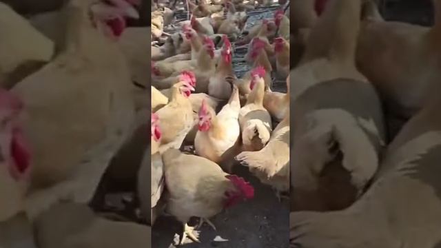 A Sea of Chickens смотреть онлайн