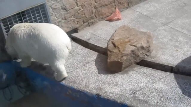 Челябинский белый медведь смотреть онлайн