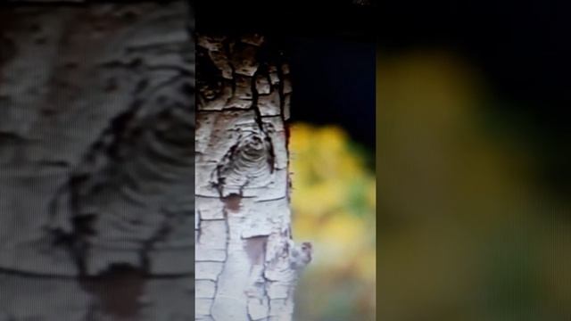 С 23 февраля!Красивое поздравление. История Чувашии-Амазонии.Предки чуваш. Тамара-аслу, 530 г.д.н.э смотреть онлайн