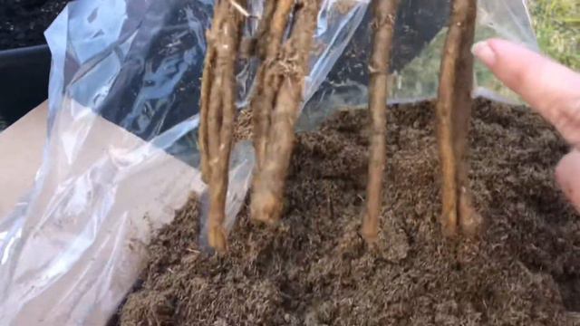 Unboxing Itoh Peonies Sonoma Velvet Ruby from Adelman peonies gardens.Zone 8a//Small garden смотреть онлайн