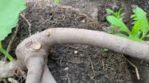 Выращивание инжира в теплице.