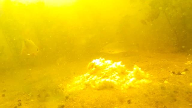 Подводные съемки рыбы. Рыба на прикорм. смотреть онлайн