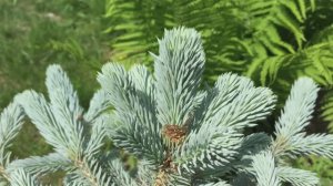Как растет голубая ель с мая по август